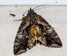fruiting moth close up
