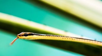 Thin Snake