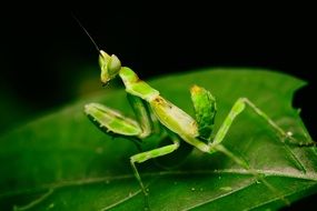 Macro Mantis