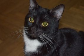 black and white cat stands on the floor