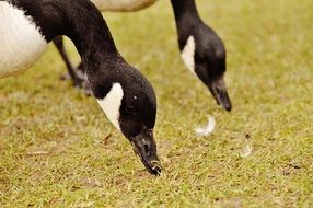 geese pecking at food on the ground