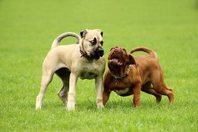 two thoroughbred dogs playing on the green lawn