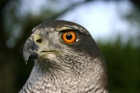 hawk head close up
