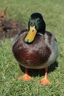 wild duck with male plumage