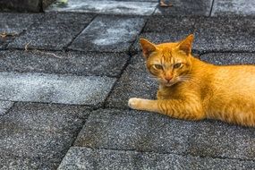 red cat on a stone walkway