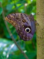 brown butterfly with eye spots in wildlife