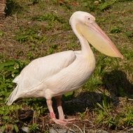 pink Pelican stands on ground