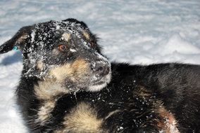 dog in the snow close up