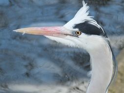 head of heron close up