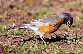 tiny wild bird in spring