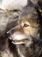 portrait of a keeshond dog