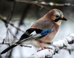 bird with beautiful feathers on a branch in winter