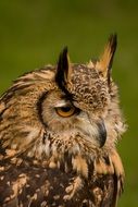 photo of an owl with a sharp beak