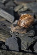 snail on black stones in the garden