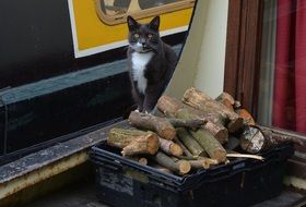 black and white cat on the street