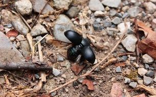 black beetle on a forest path