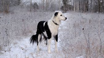 Black and white dog in winter