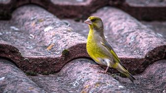 Carduelis Chloris, European greenfinch on tiled roof