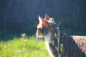 domestic cat in morning lights