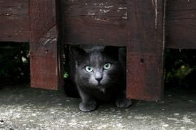 cat behind a wooden fence