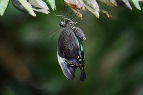 amazing butterfly in wildlife