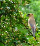 beautiful and amazing Cedar Waxwing Bird