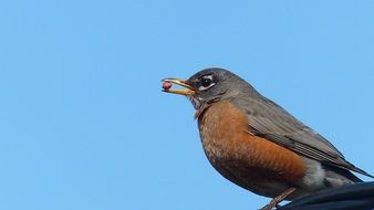 Robin Birds