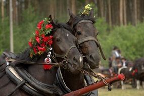 Black Horses with flowers