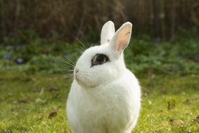 white Rabbit on green meadow