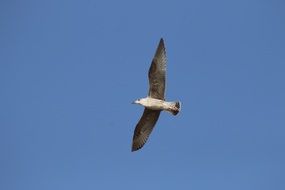 Seagull Blue Sky