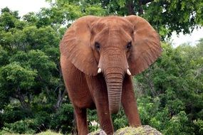 African bush elephant in wildlife