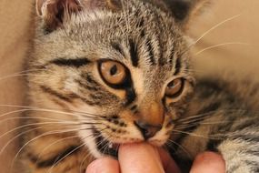 bite of a cat