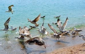 foraging flock of seagulls