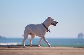 white dog on the seaside