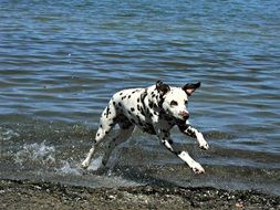 Dalmatian runs on the water
