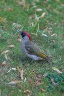 green woodpecker