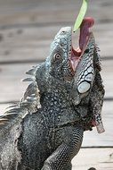 Cute iguana eating leaf