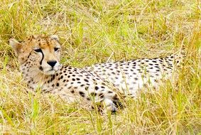 African Cheetah