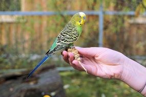 colorful cute Budgerigar On The Hand