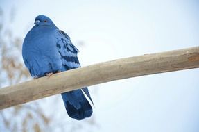 blue dove on a branch