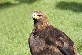 bird of prey on green grass
