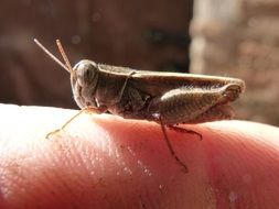 grasshopper on human finger close-up on blurred background