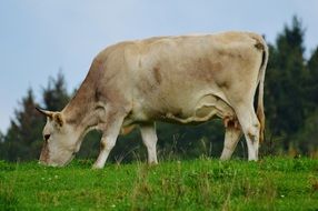 Beige cow on the meadow