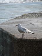 Seagull in the port near water