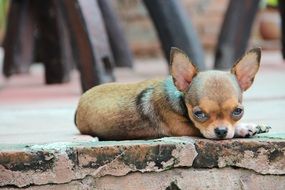 little cute puppy with big eyes