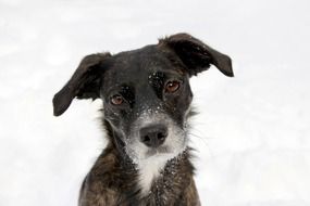 pooch with snow on muzzle