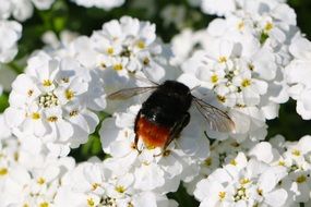 Closeup picture of Hummel on the white flowers