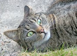 grey tabby cat laying on ground