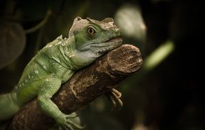 resting green iguana
