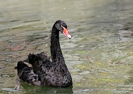 Black Swan with red beak on water